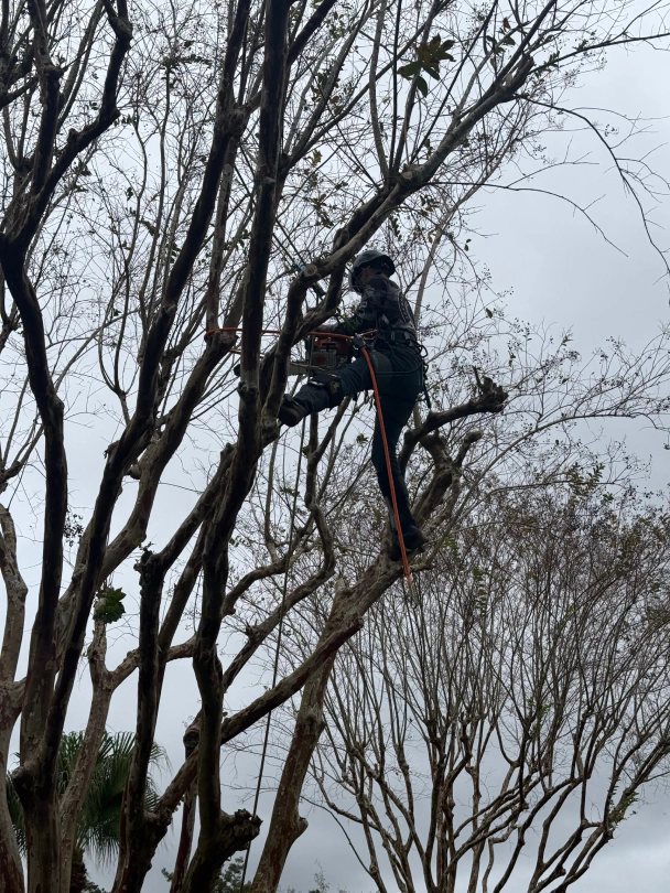 a1 all american tree service jacksonville fl 2025 12 22T18:20:02.384138Z 61195