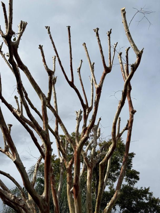 a1 all american tree service jacksonville fl 2025 12 22T18:20:12.662854Z 43794