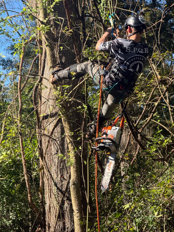 a1 all american tree service jacksonville fl 2025 12 22T22:29:35.148913Z 38006