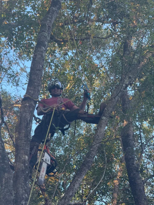 a1 all american tree service jacksonville fl 2025 12 22T22:29:47.533067Z 59902