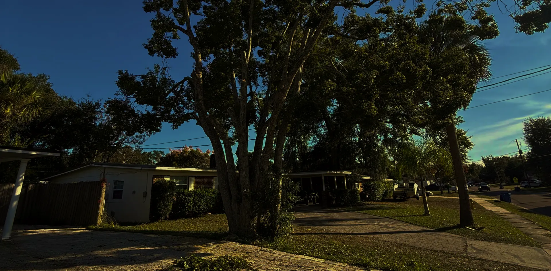 Tree service hero image (1)